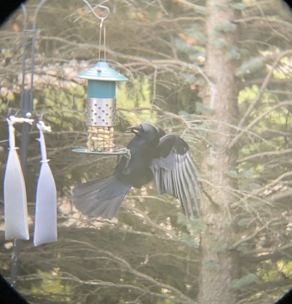 amerikakråke - ML644477136