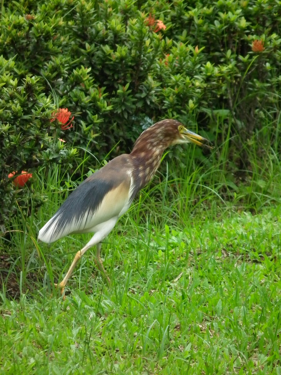 vinhegre - ML644477137