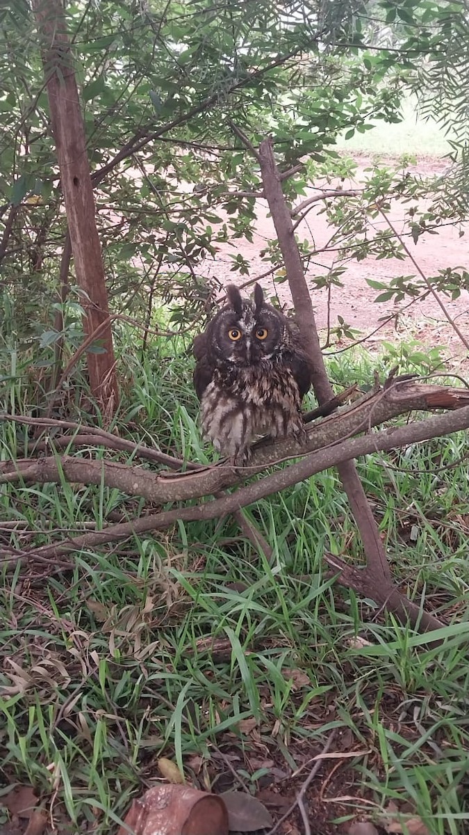 styksugle - ML644477139