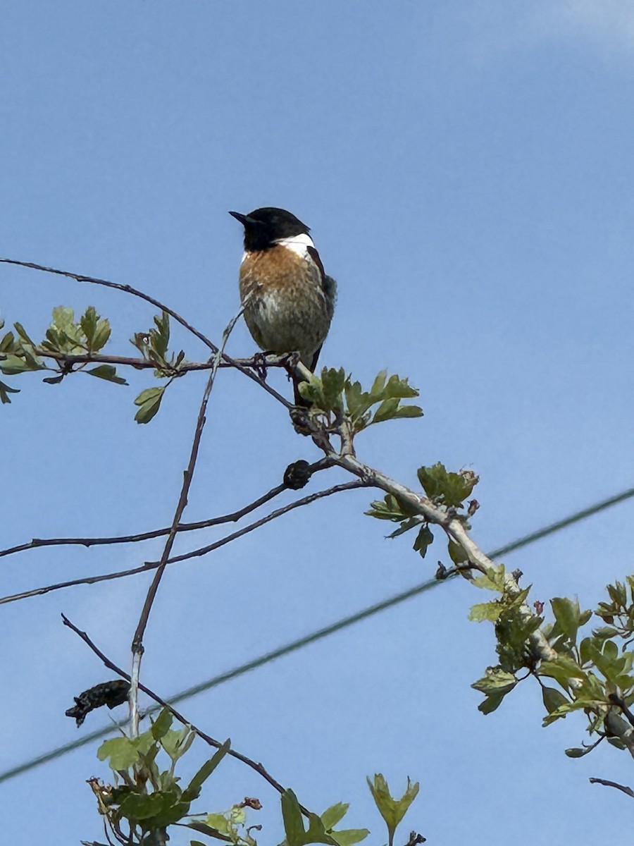 svartstrupe - ML644477140