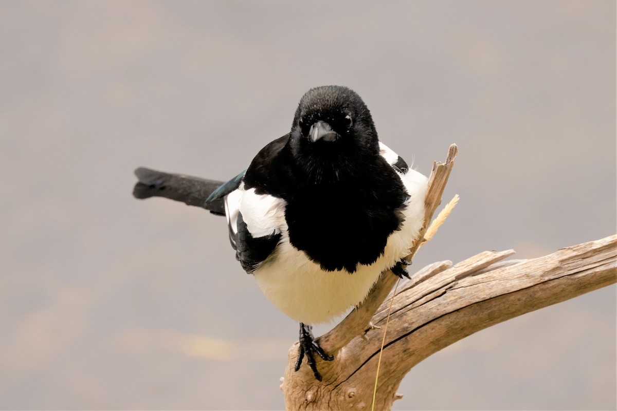 svartnebbskjære - ML644477142