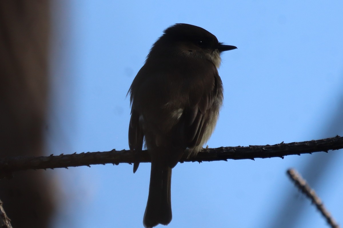 gråfibi - ML644477145