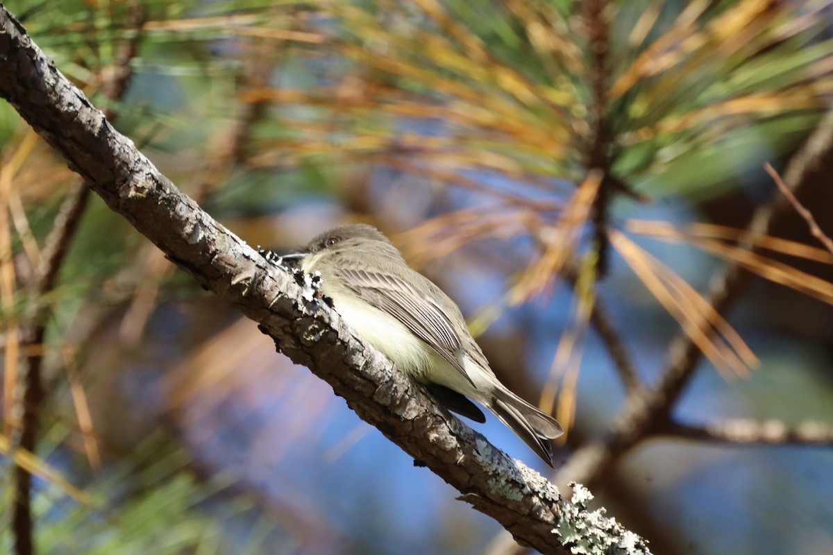 gråfibi - ML644477146