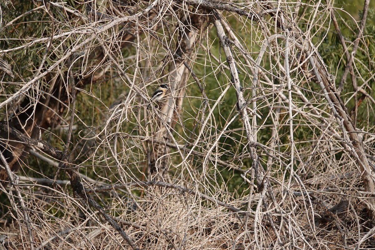 priritbatis - ML644477150