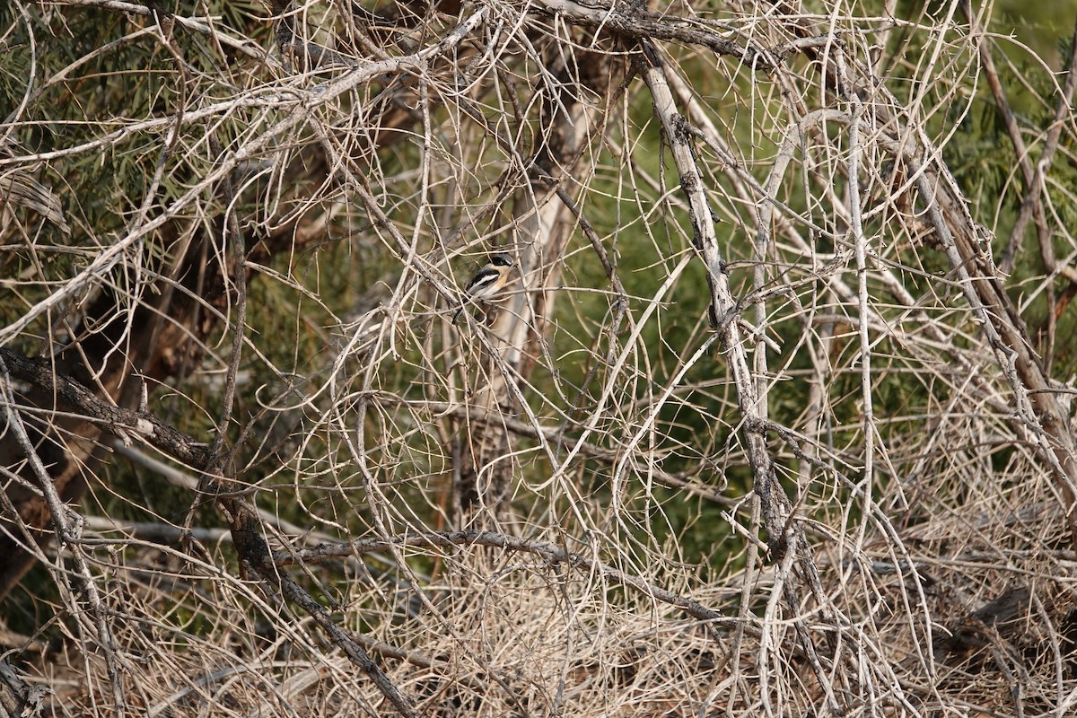 priritbatis - ML644477151