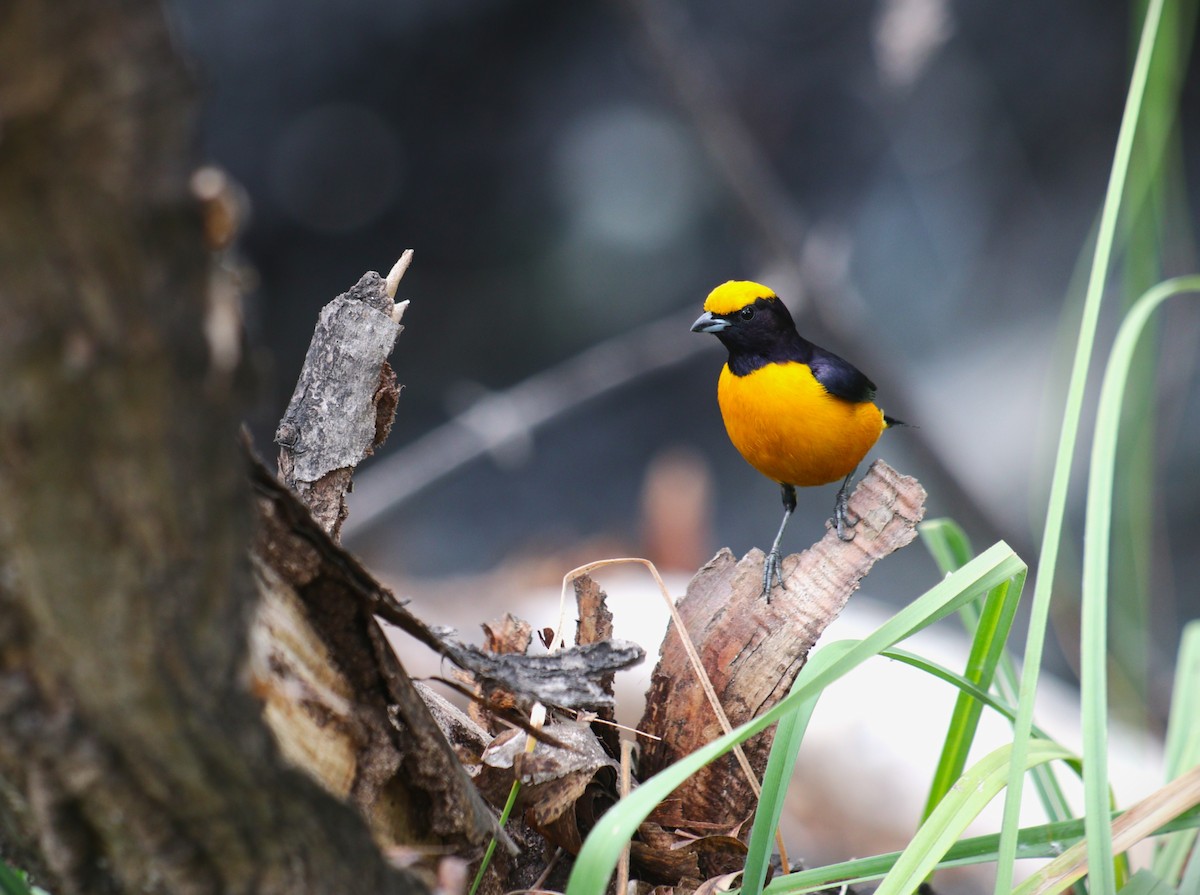 oransjekroneeufonia - ML644477152