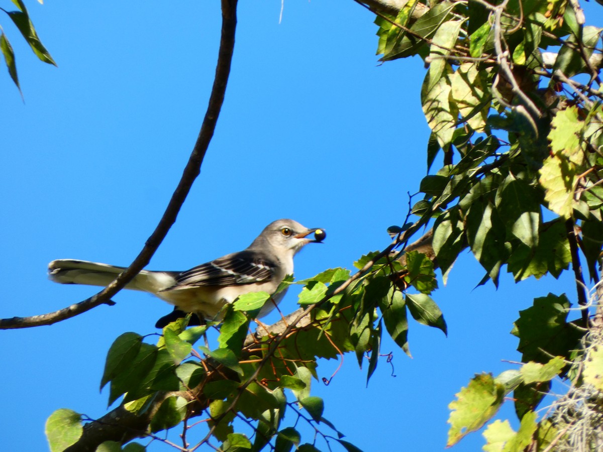 sangspottefugl - ML644477153