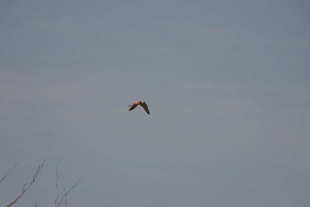 australiafalk - ML644477156