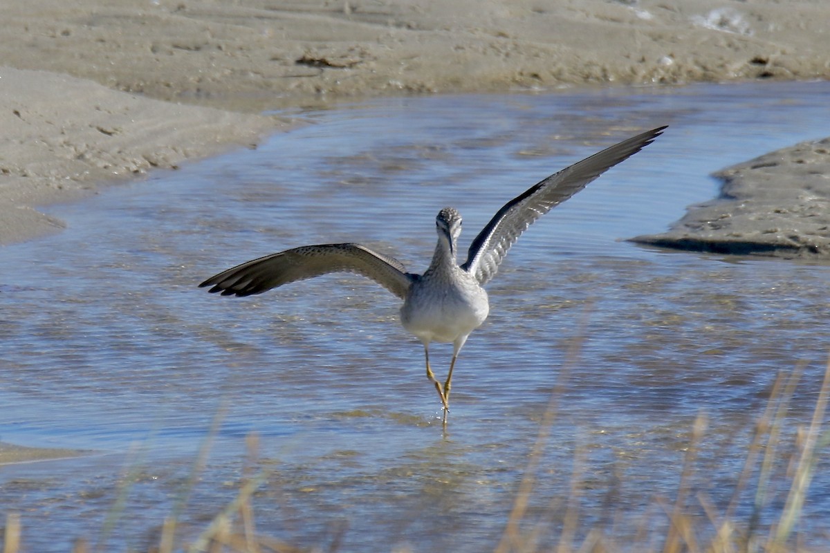 plystresnipe - ML644477157