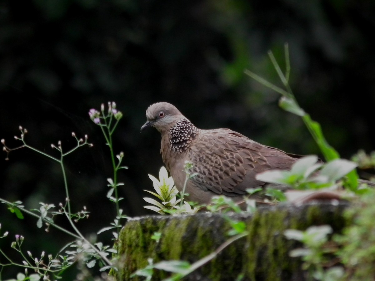 perlekragedue - ML644477158