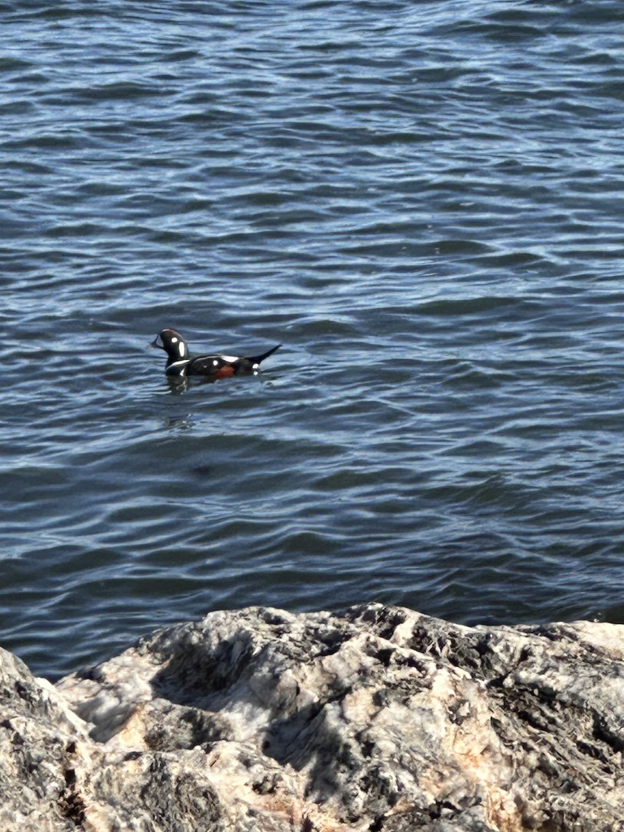 シノリガモ - ML644477162