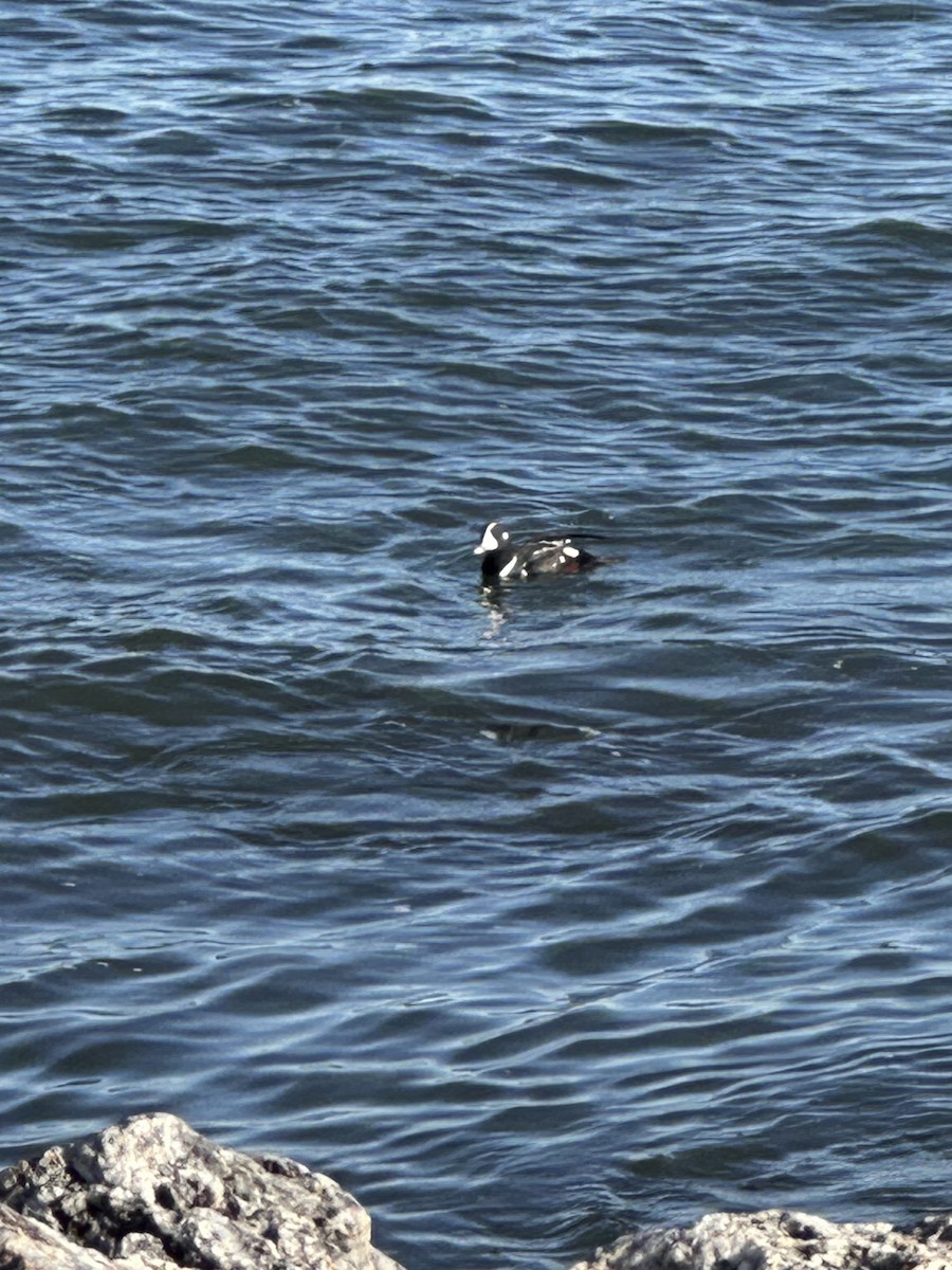 シノリガモ - ML644477163