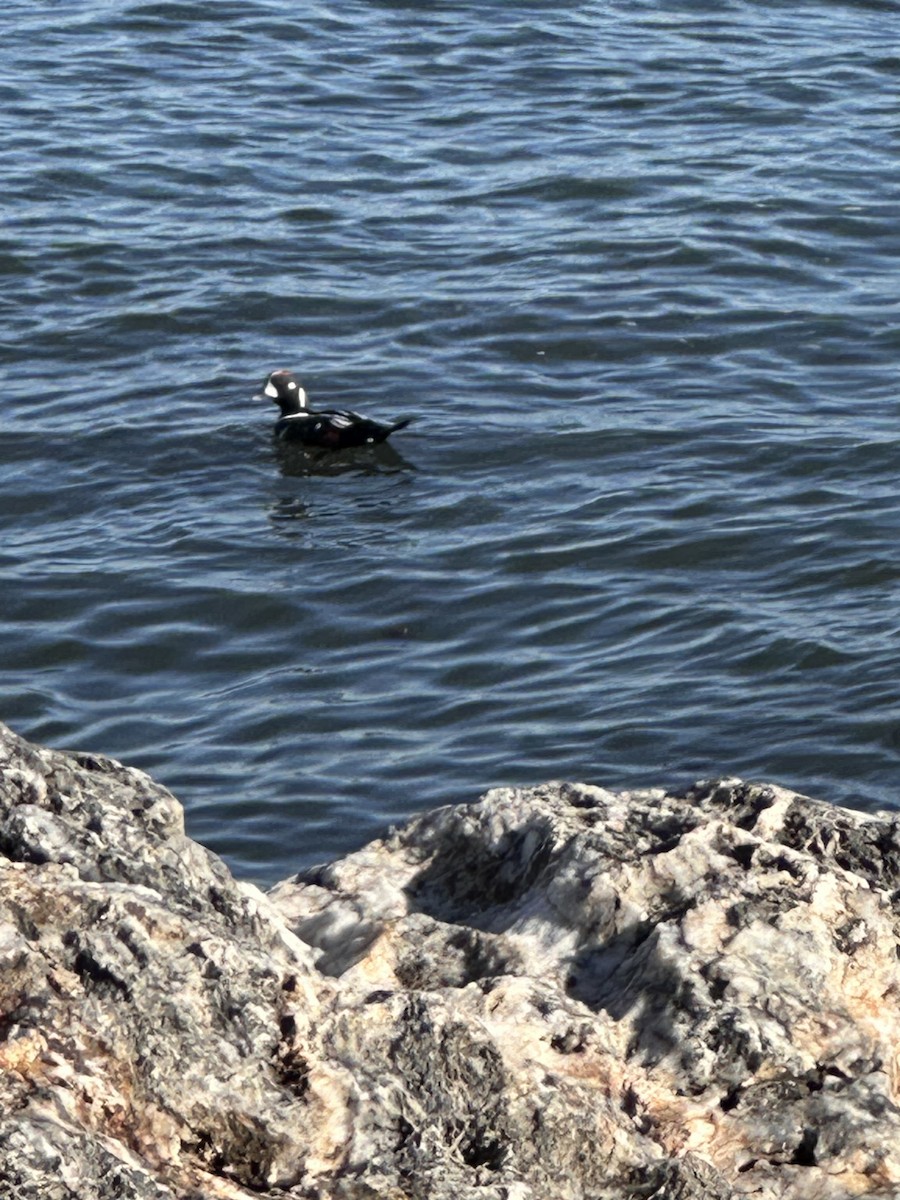 シノリガモ - ML644477164