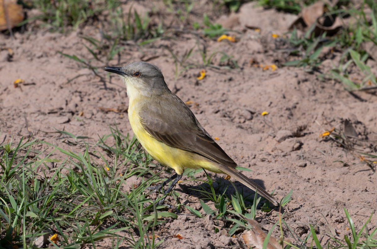 Cattle Tyrant - ML644477165