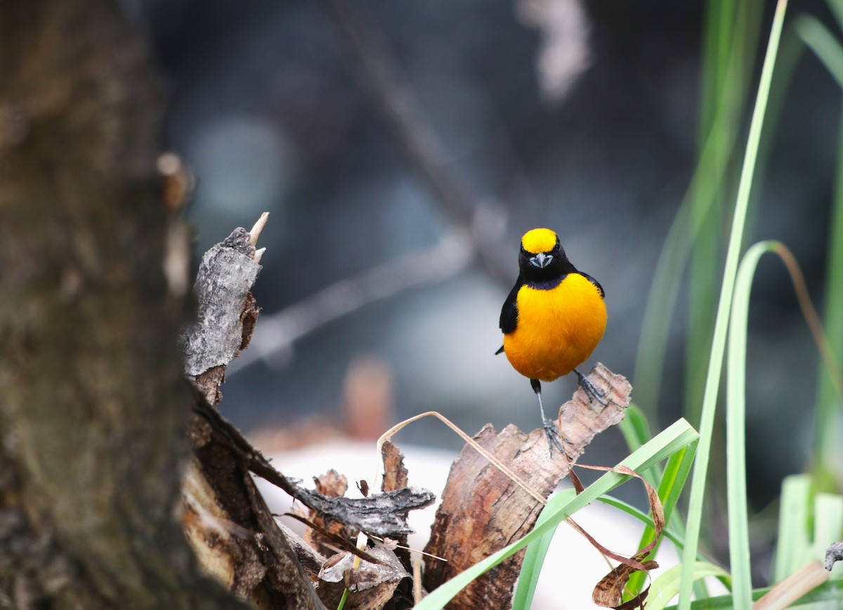Orange-crowned Euphonia - ML644477167