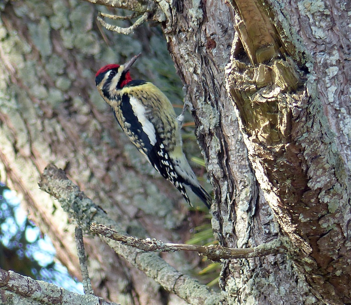 Yellow-bellied Sapsucker - ML644477179