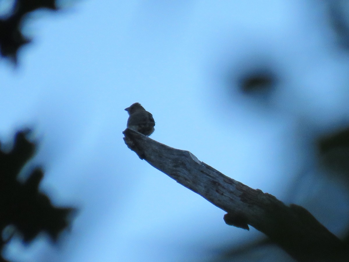 Indigo Bunting - ML644477182