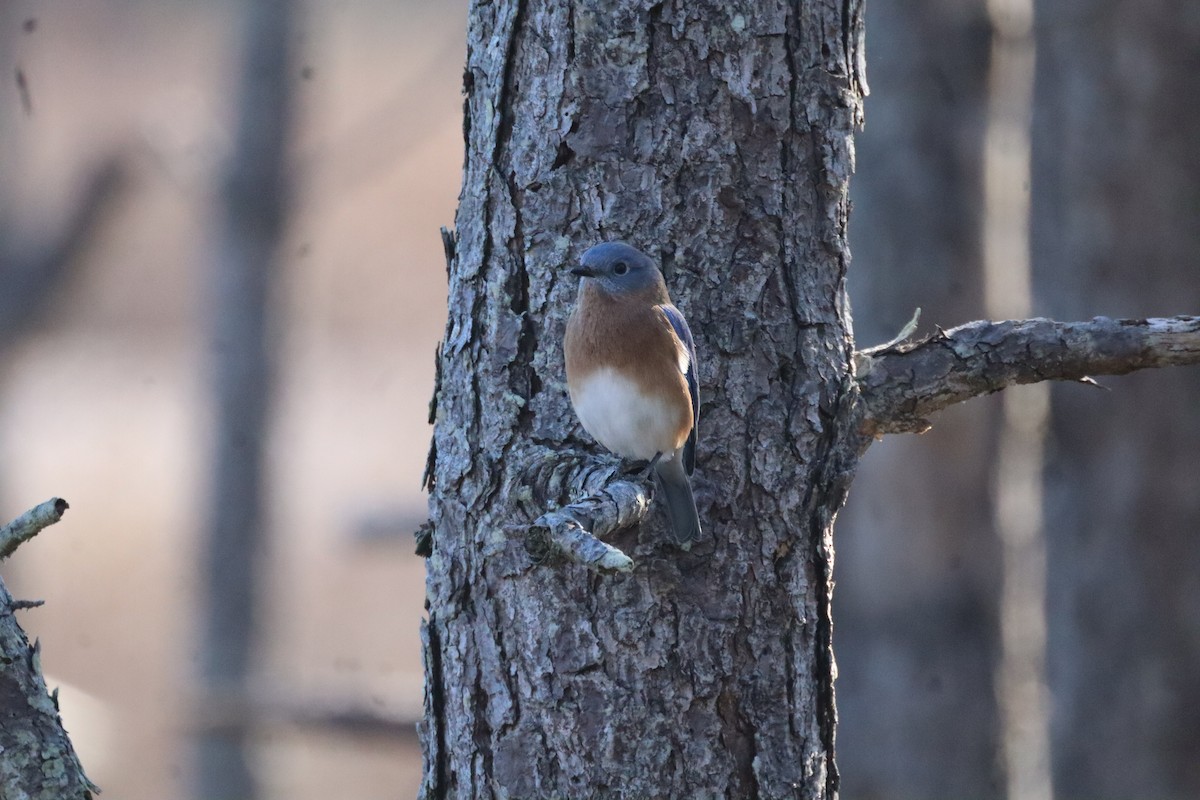 Eastern Bluebird - ML644477183