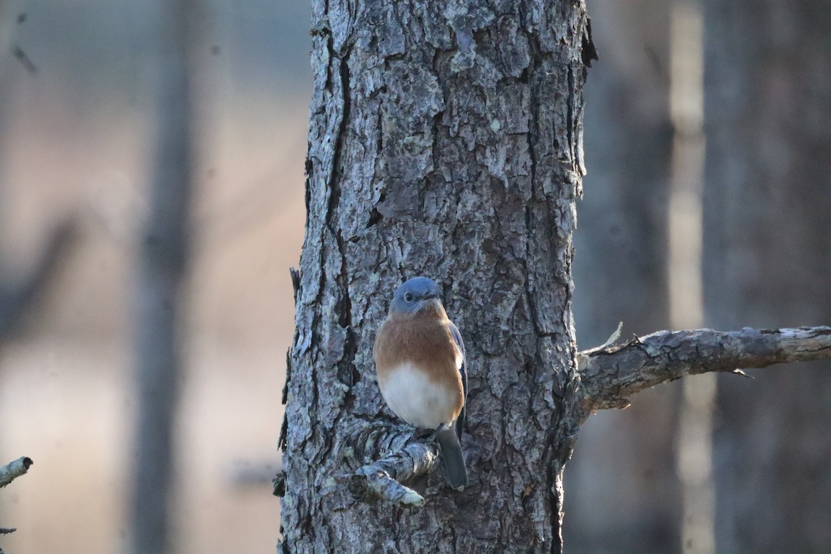 Eastern Bluebird - ML644477184