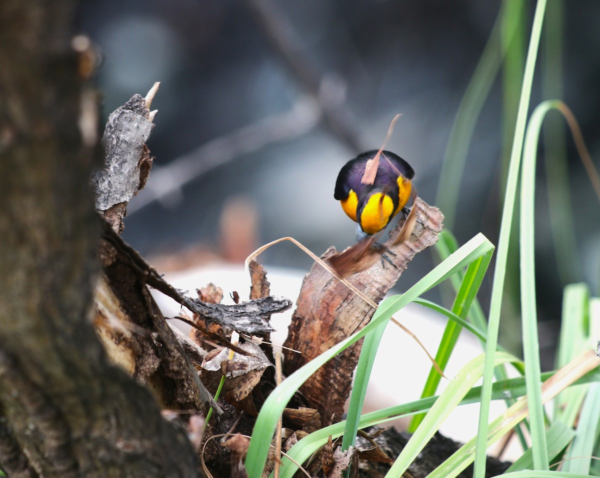 Orange-crowned Euphonia - ML644477186