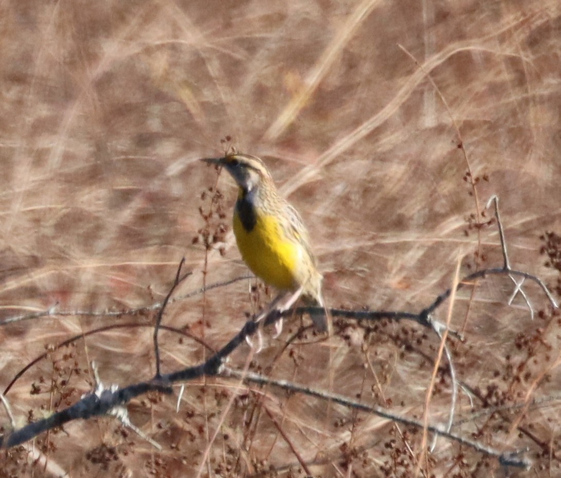 Eastern Meadowlark - ML644477190