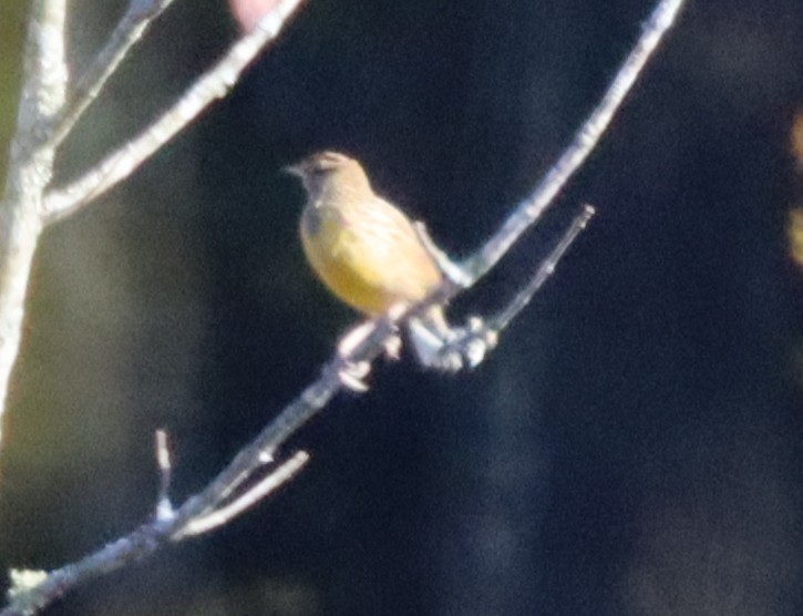 Eastern Meadowlark - ML644477191