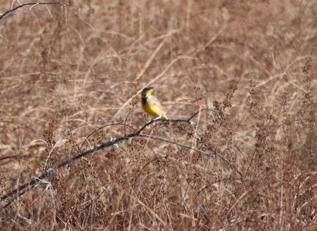 Eastern Meadowlark - ML644477192
