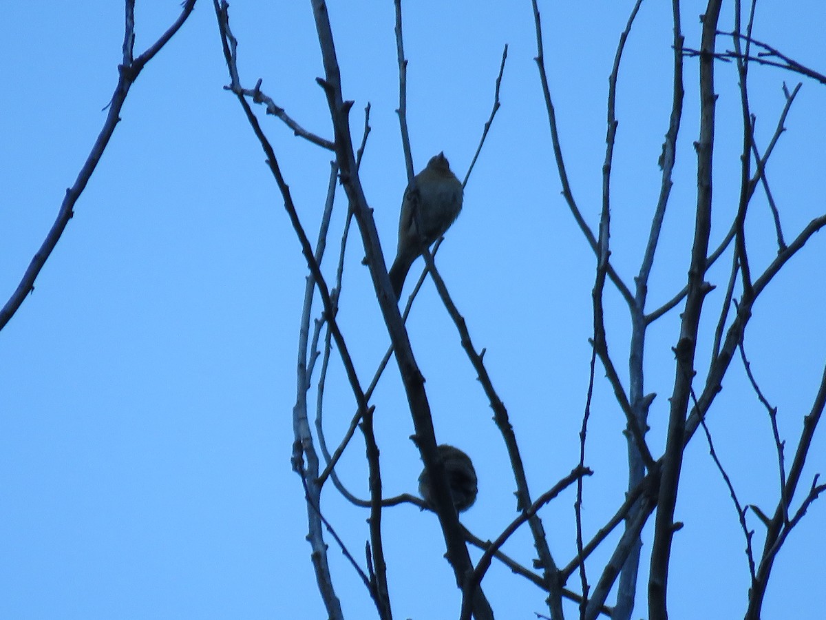 Lazuli Bunting - ML644477193