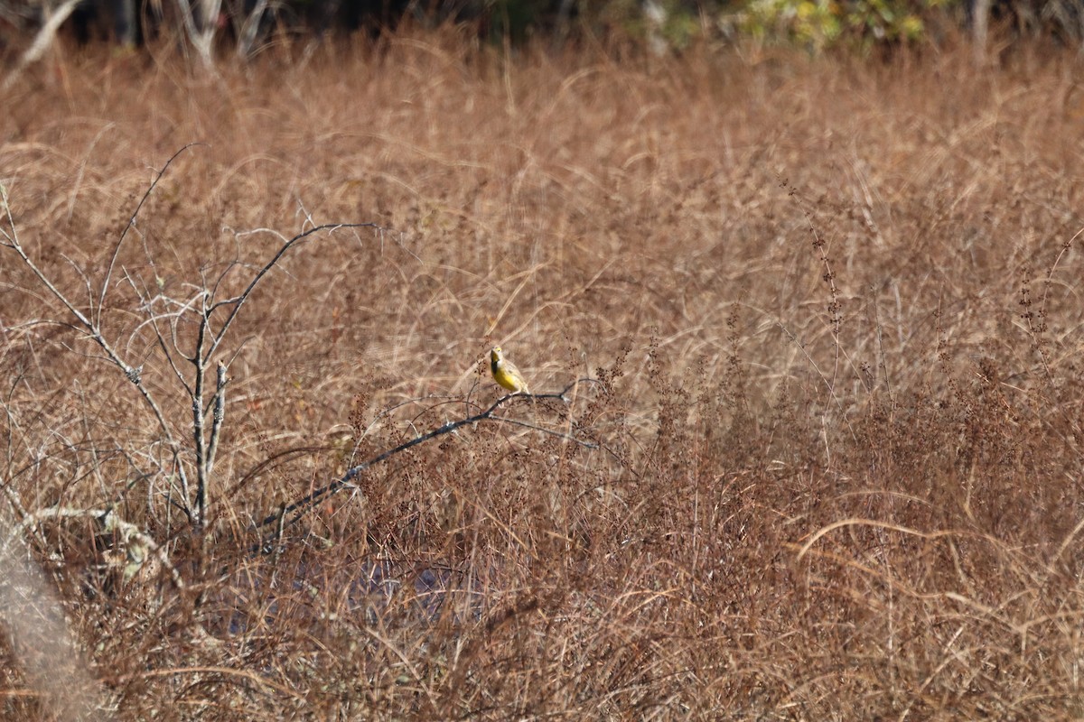 Eastern Meadowlark - ML644477194