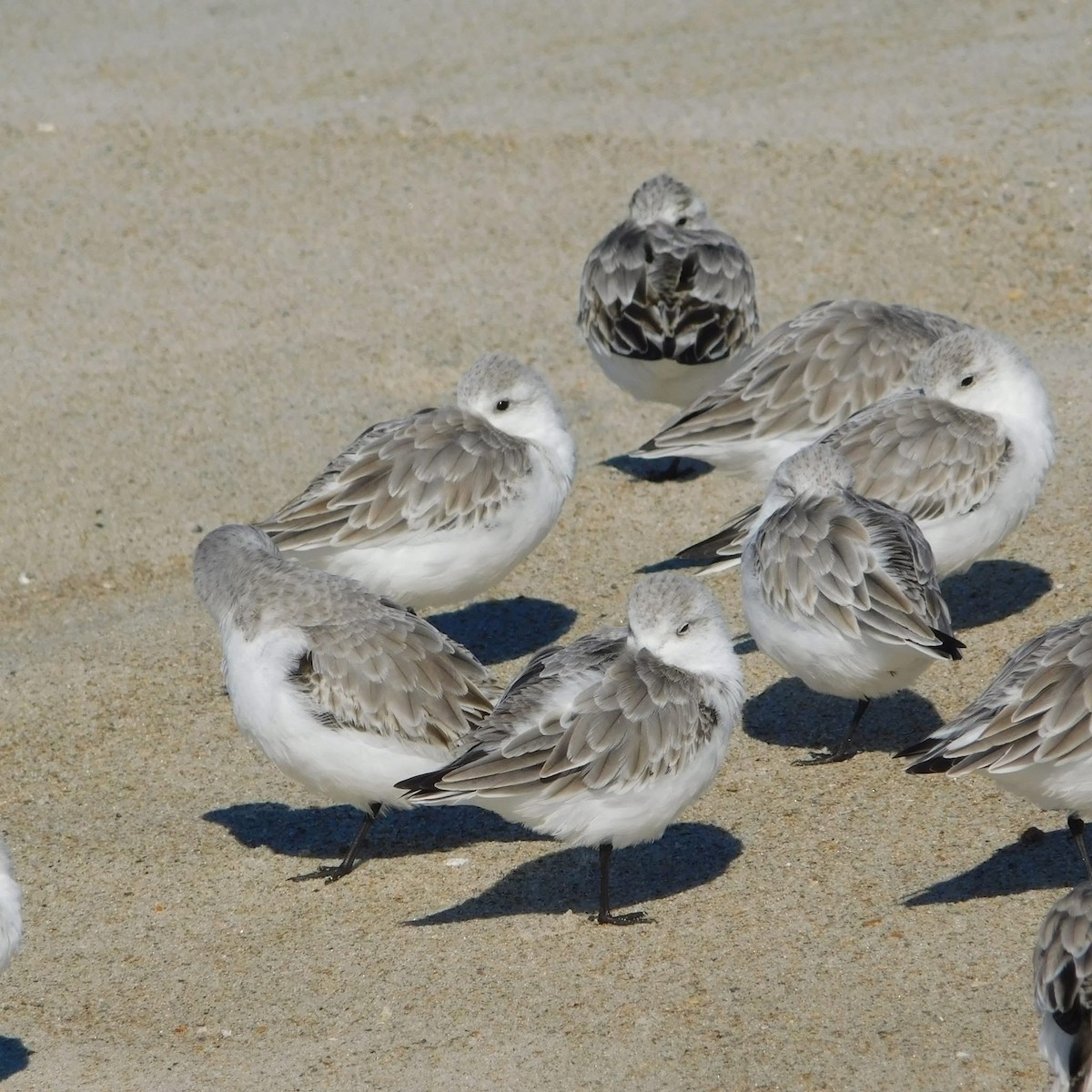 Гурвалж элсэг - ML644477196