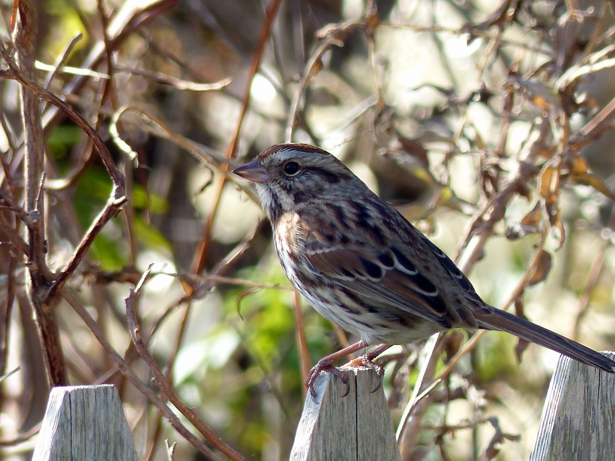 Song Sparrow - ML644477198