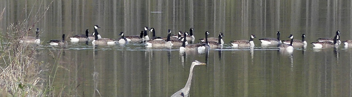 Канад галуу - ML644477199