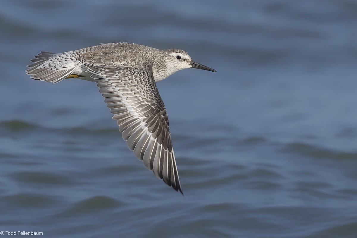 Red Knot - ML644477201