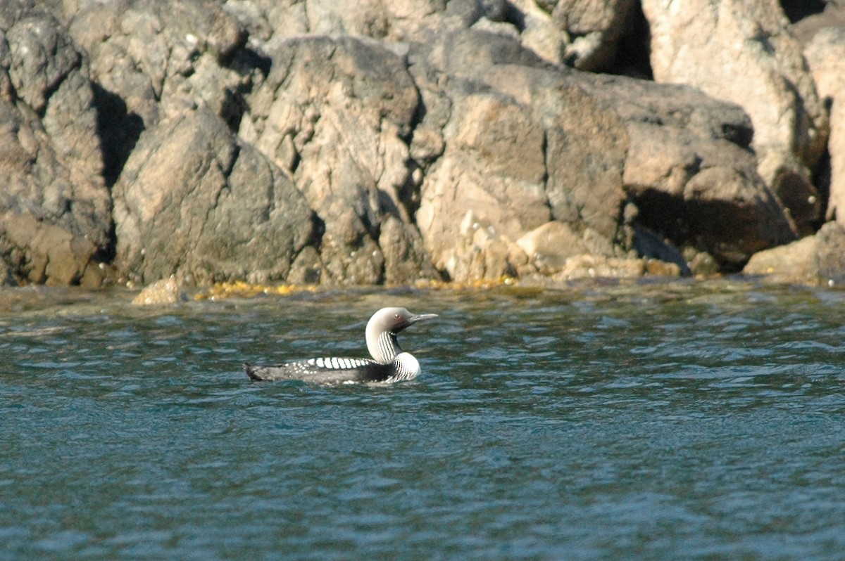 Pacific Loon - ML644477202
