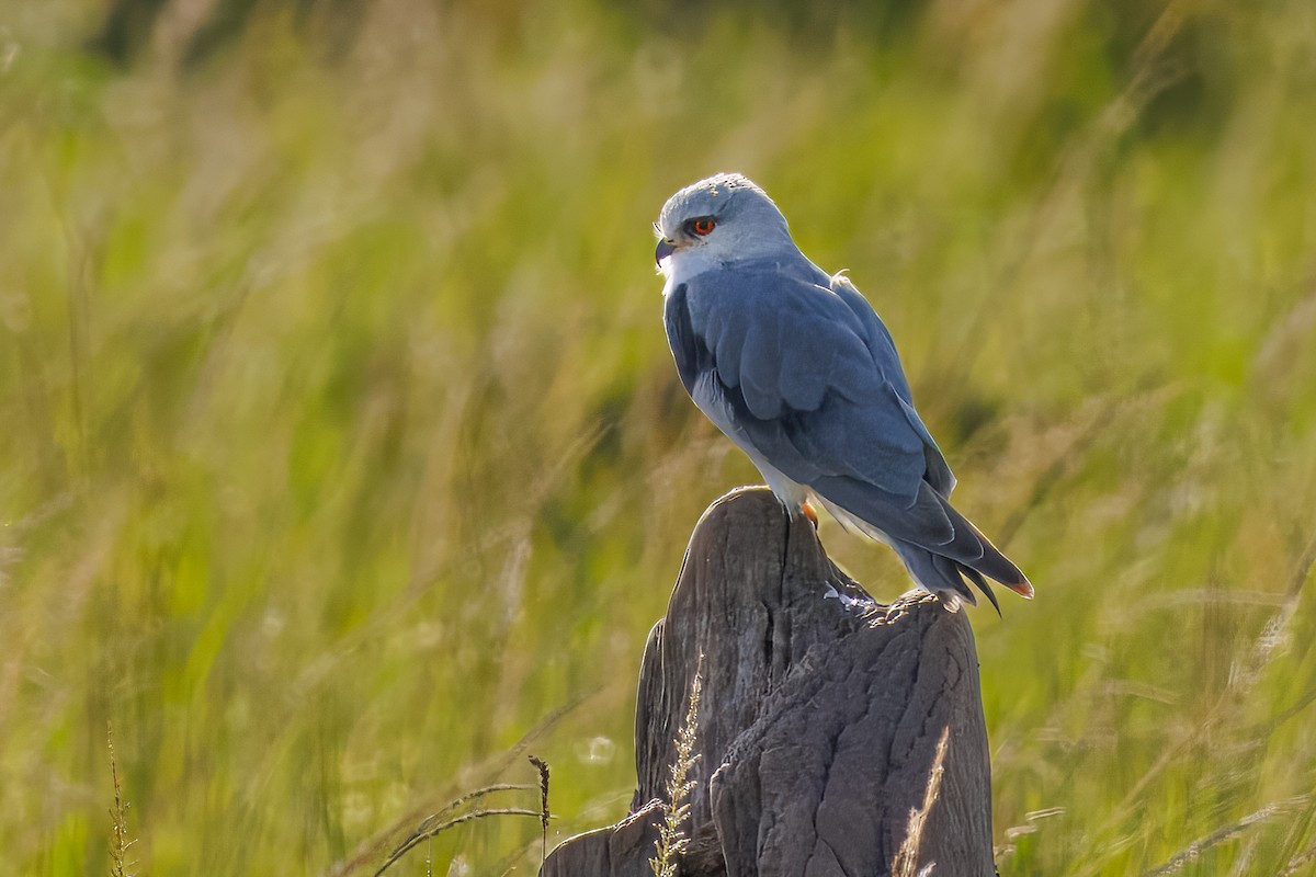 Black-winged Kite - ML644477208
