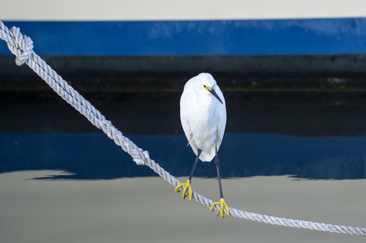 Snowy Egret - ML644477210