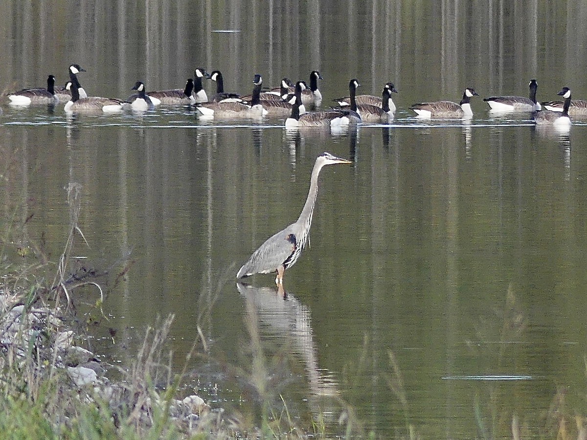 Great Blue Heron (Great Blue) - ML644477213