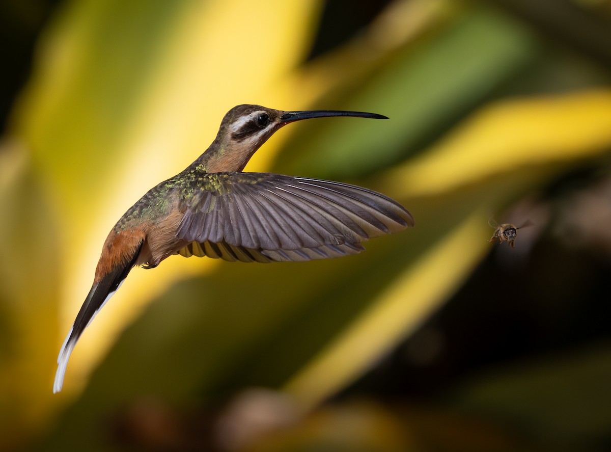 Planalto Hermit - ML644477214