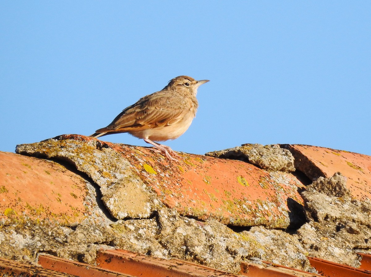 Согсоот болжмор - ML644477215