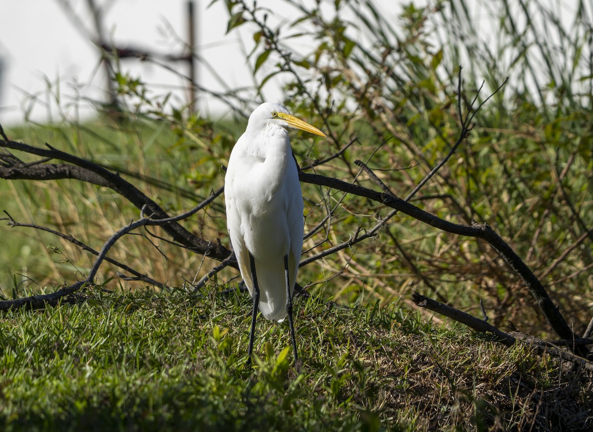 Цасч дэглий - ML644477217