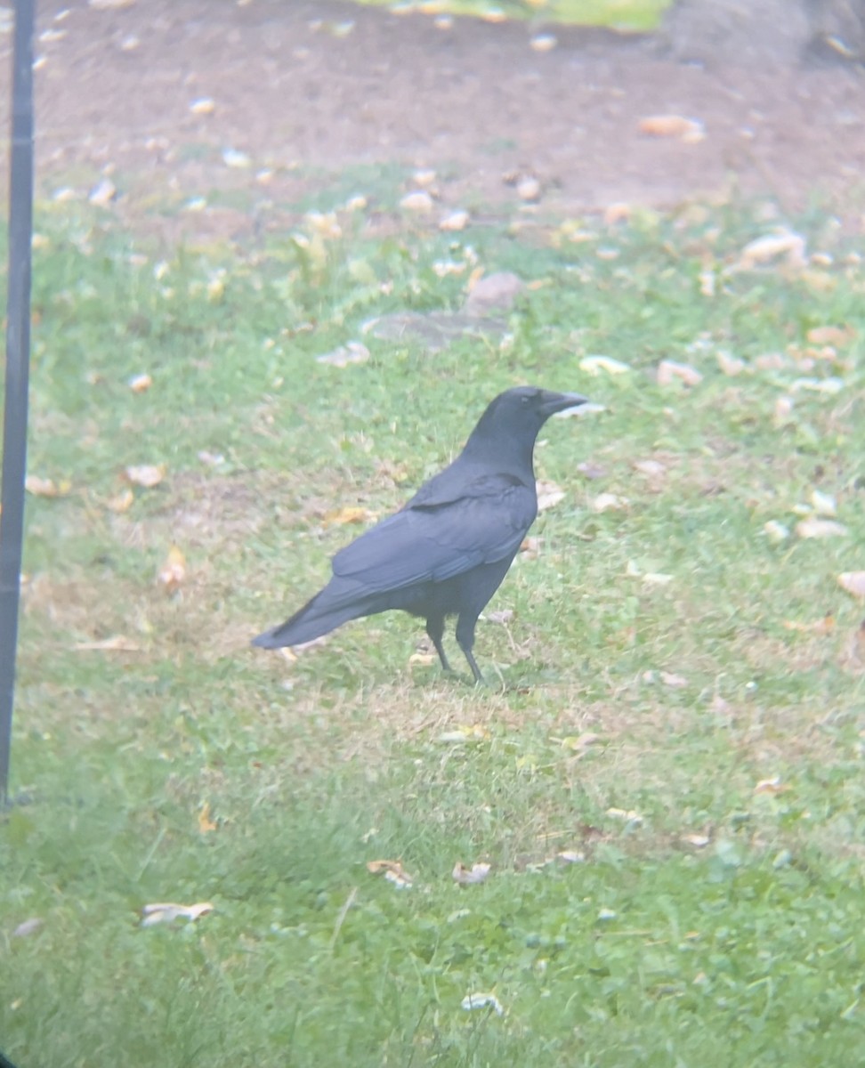 American Crow - ML644477218