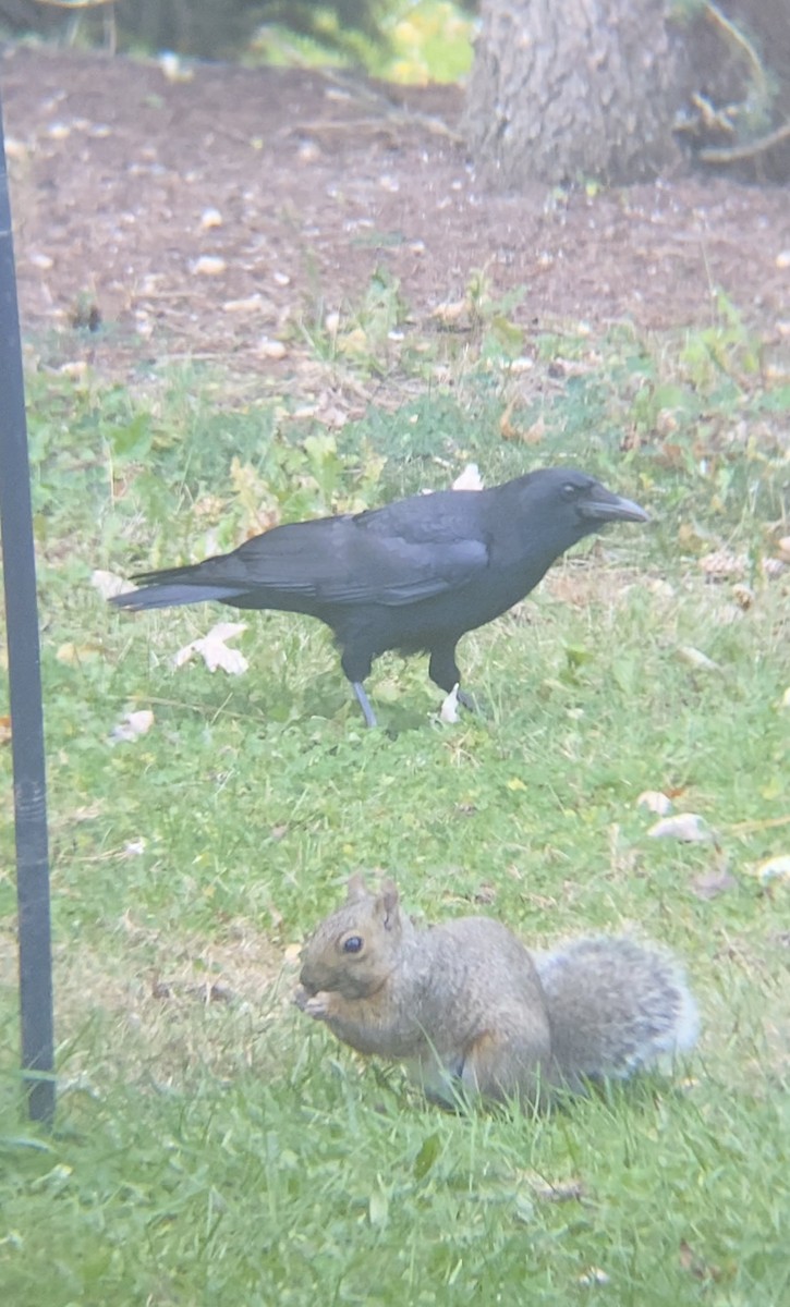 American Crow - ML644477219