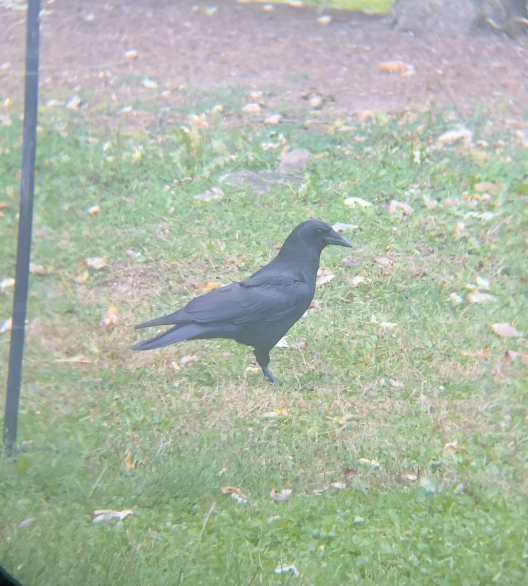 American Crow - ML644477220