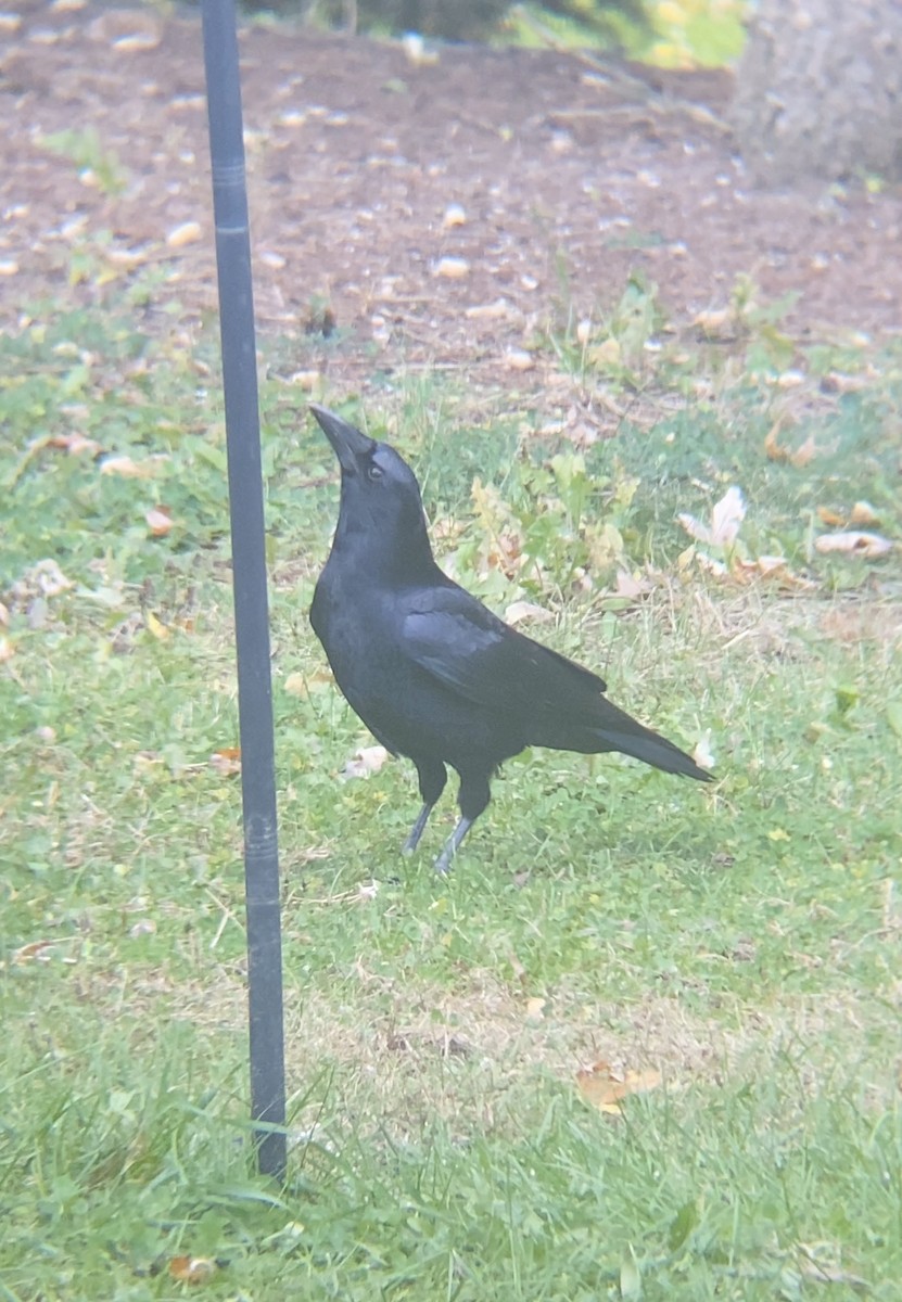 American Crow - ML644477221