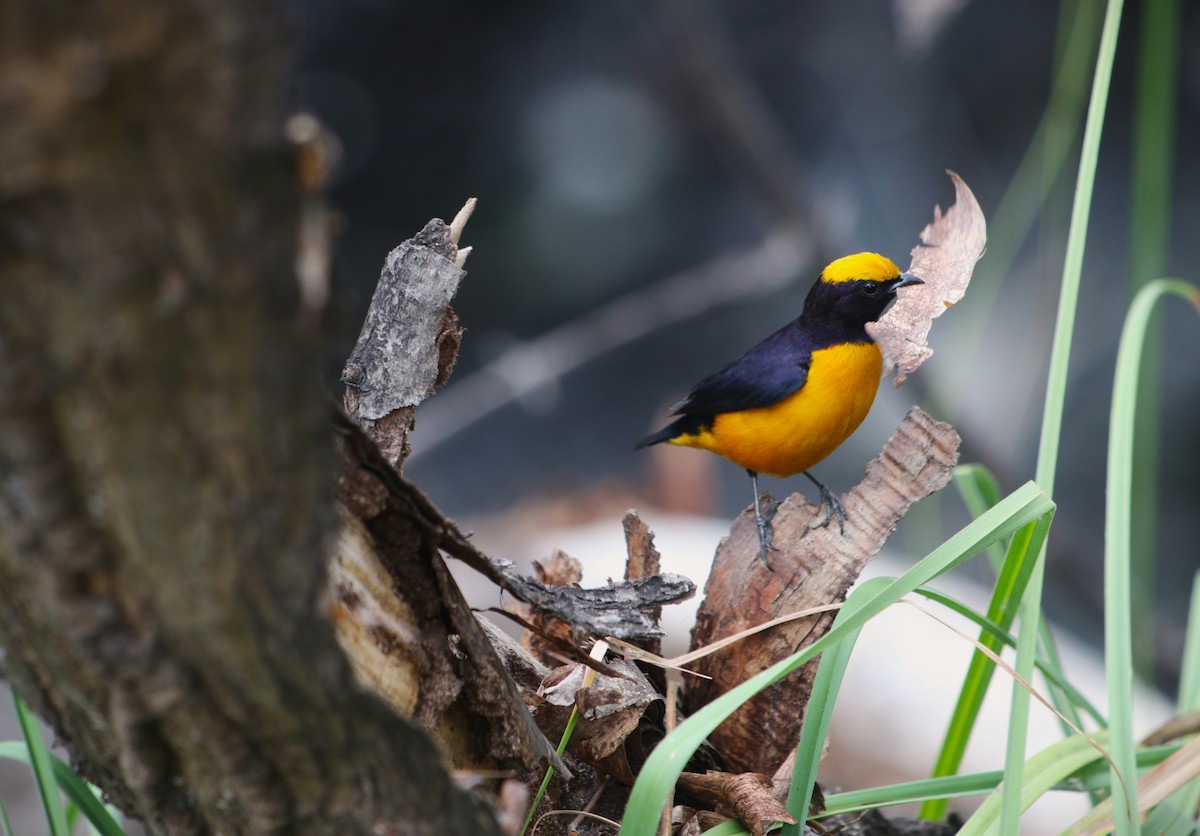Orange-crowned Euphonia - ML644477222