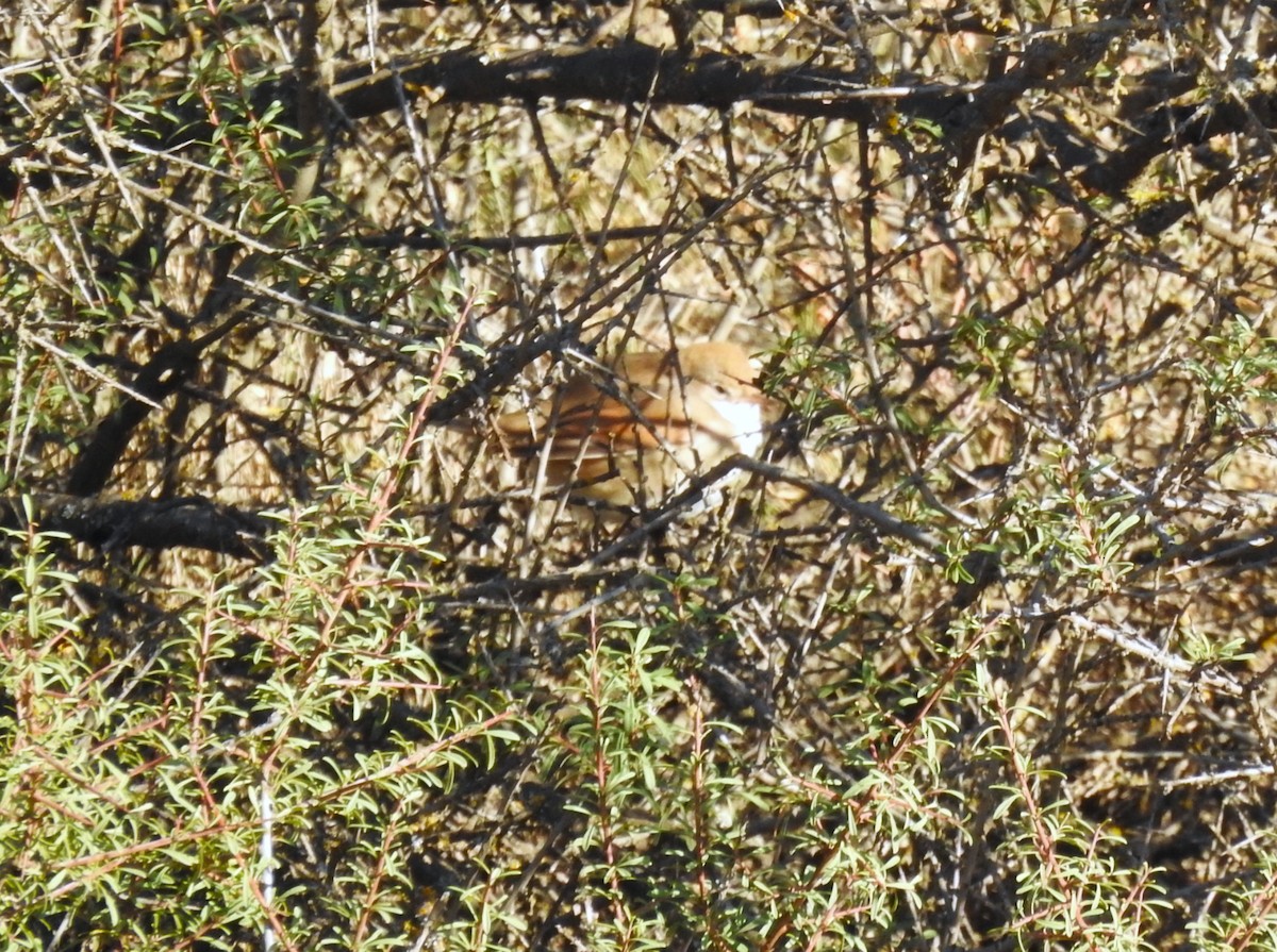 Spectacled Warbler - ML644477223
