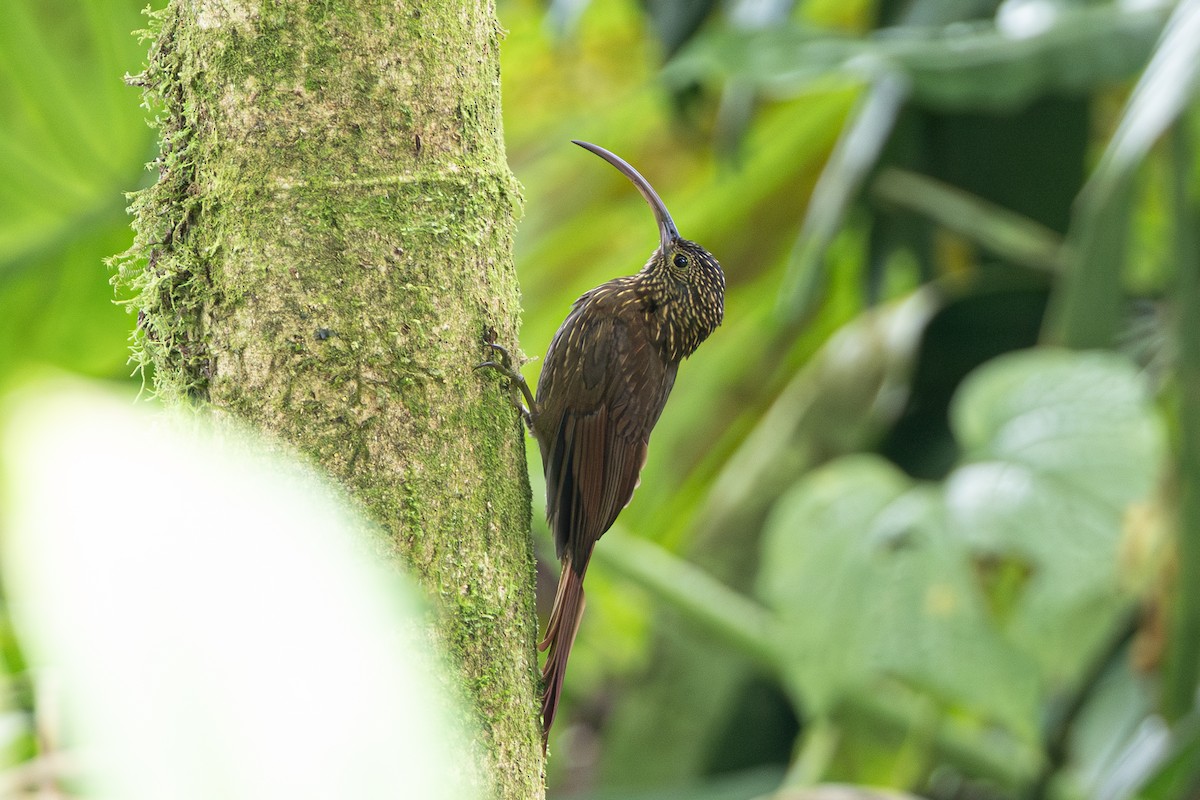 Brown-billed Scythebill - ML644477224