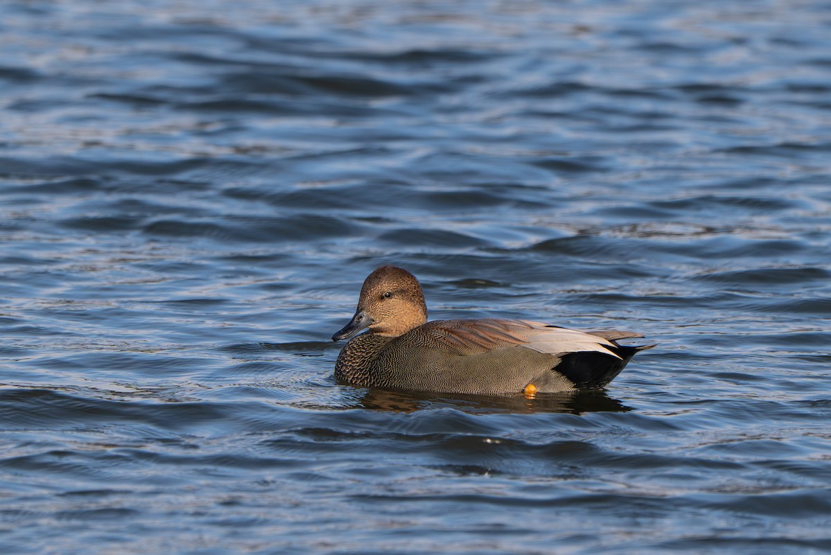 Бор нугас - ML644477225