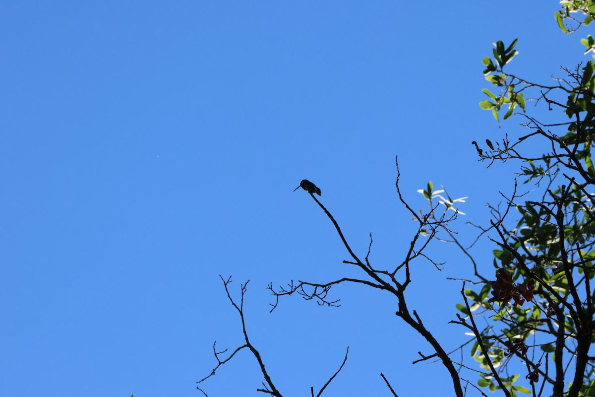Broad-billed Hummingbird - ML644477226