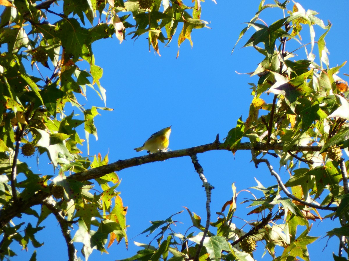 Northern Parula - ML644477227